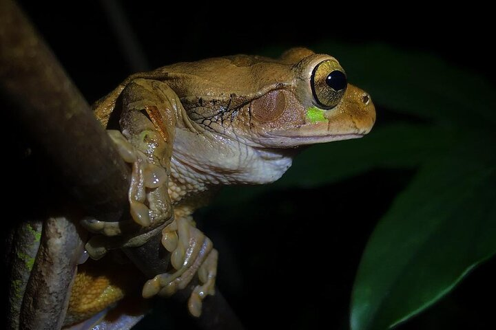 Night Walk Tour guided - Biological Reserve  - Photo 1 of 8